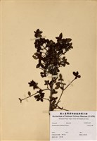 藏品(中原氏杜鵑)的圖片